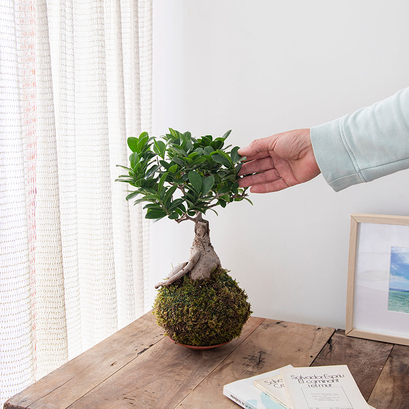 Kokedama Ficus