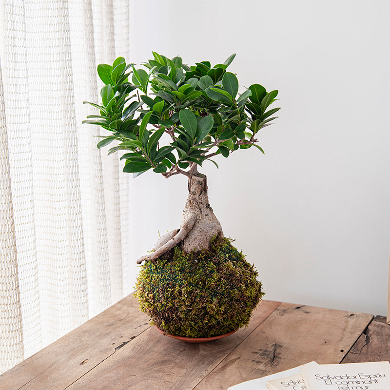 Kokedama Ficus