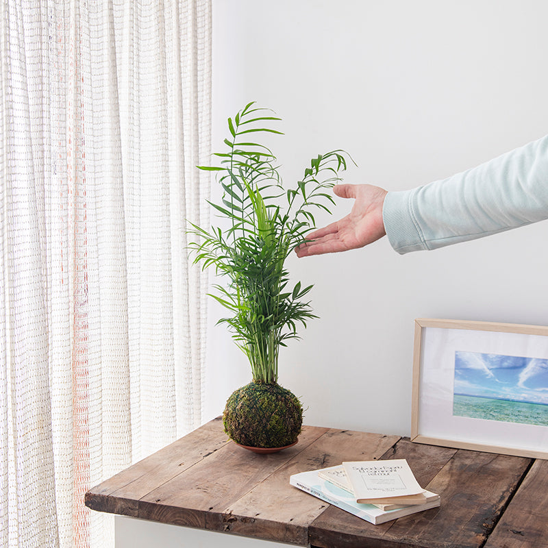 Kokedama Chamadorea