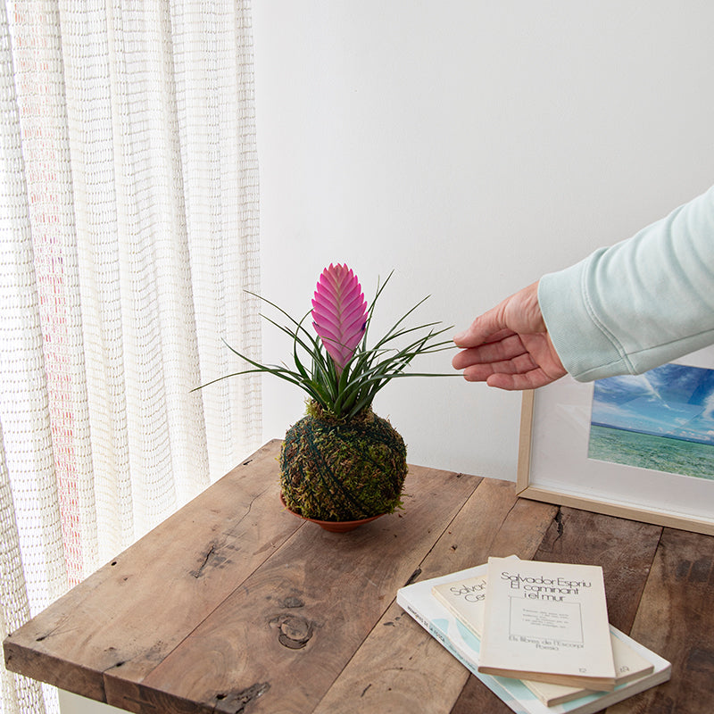 Kokedama Tillandsia