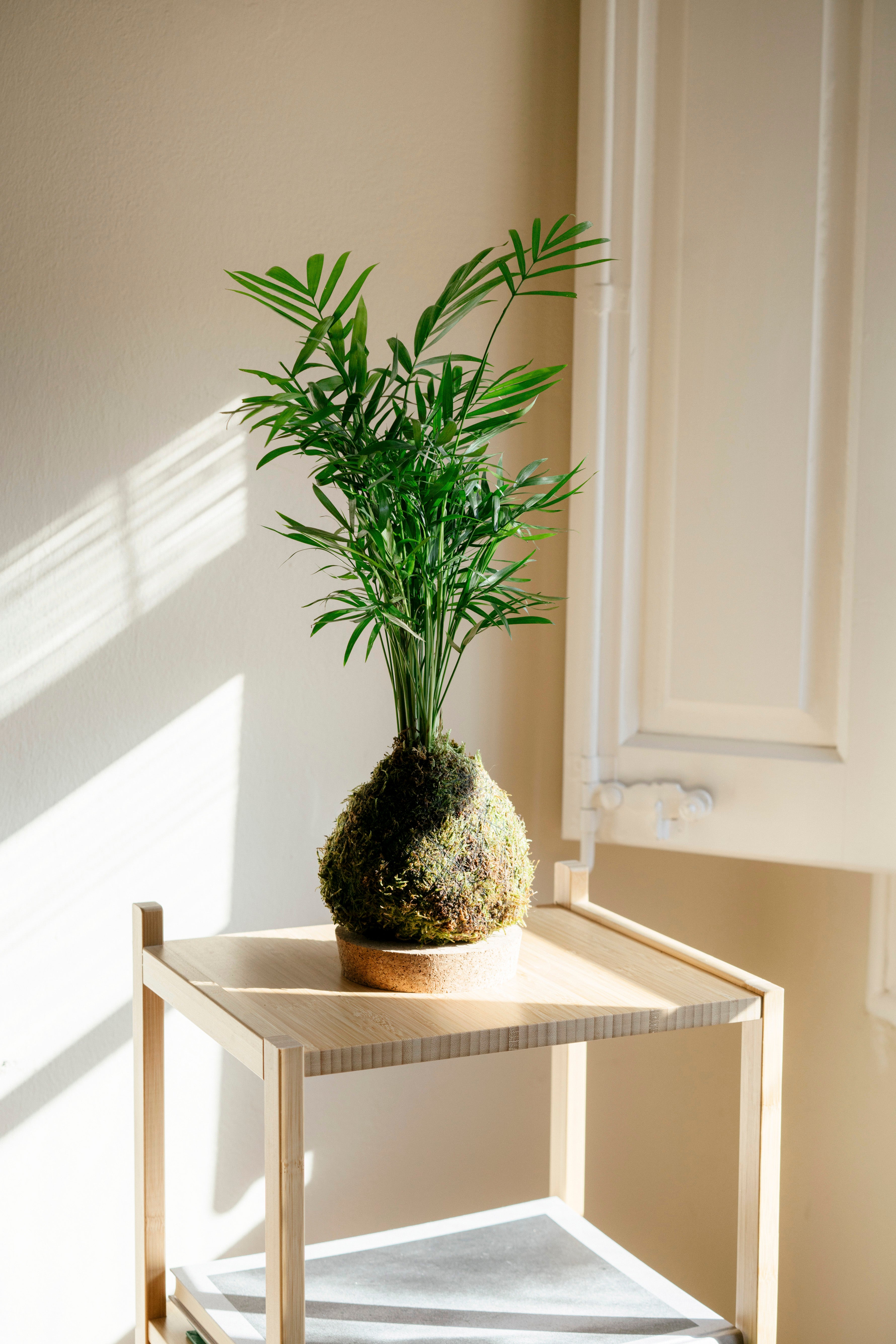 Kokedama Chamadorea