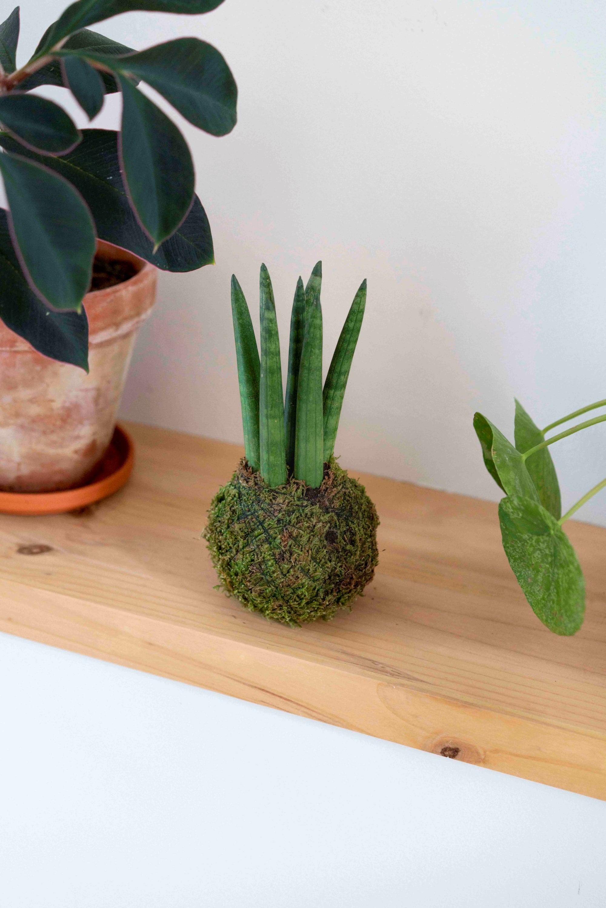 kokedama sansevieria Kokedama Sansevieria Cylindrica – müsgo